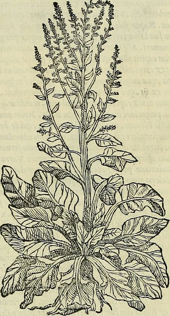 An illustration from Petri Andreae Matthioli Senensis serenissimi Principis Ferdinandi Archiducis Austriae & c., Medici, Commentarii secundo aucti : in libros sex Pedacii Dioscoridis Anazarbei de medica materia. Adiectis quàm plurimis plantarum, & animalium imaginibus quae in priore editione non habentur, eodem authore : his accessit eiusdem apologia adversus Amathum Lusitanum cum censura in eiusdem enarrationes, 1558, leaf 381