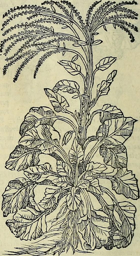 An illustration from Petri Andreae Matthioli Senensis serenissimi Principis Ferdinandi Archiducis Austriae & c., Medici, Commentarii secundo aucti : in libros sex Pedacii Dioscoridis Anazarbei de medica materia. Adiectis quàm plurimis plantarum, & animalium imaginibus quae in priore editione non habentur, eodem authore : his accessit eiusdem apologia adversus Amathum Lusitanum cum censura in eiusdem enarrationes, 1558, leaf 381