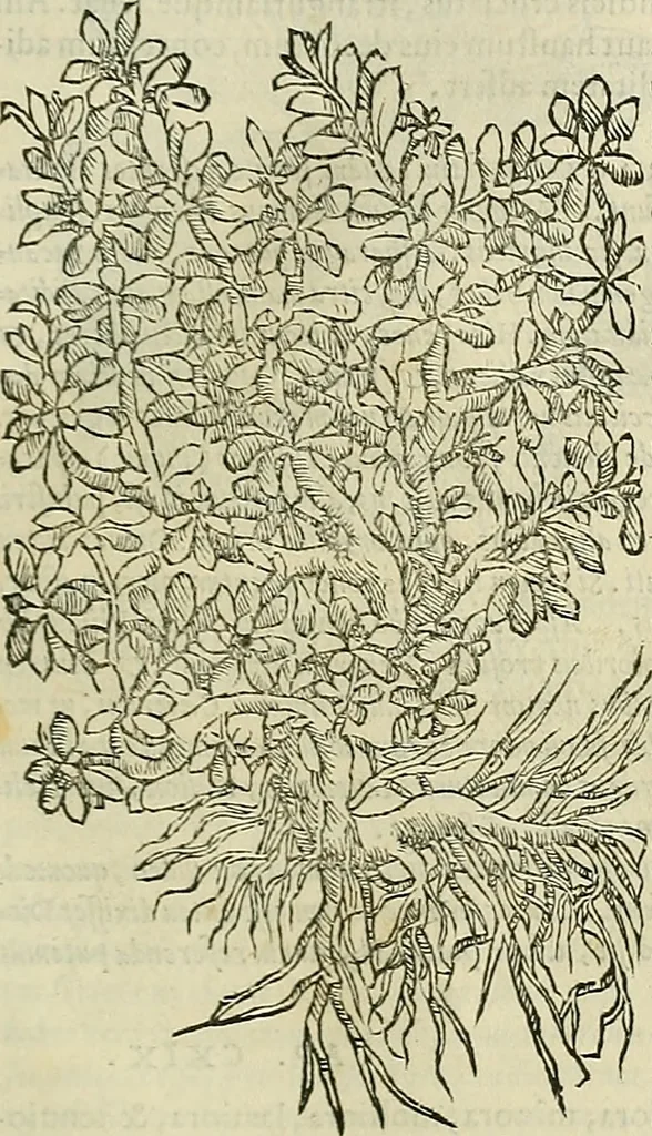 An illustration from Petri Andreae Matthioli Senensis serenissimi Principis Ferdinandi Archiducis Austriae & c., Medici, Commentarii secundo aucti : in libros sex Pedacii Dioscoridis Anazarbei de medica materia. Adiectis quàm plurimis plantarum, & animalium imaginibus quae in priore editione non habentur, eodem authore : his accessit eiusdem apologia adversus Amathum Lusitanum cum censura in eiusdem enarrationes, 1558, leaf 382