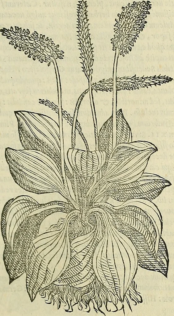 An illustration from Petri Andreae Matthioli Senensis serenissimi Principis Ferdinandi Archiducis Austriae & c., Medici, Commentarii secundo aucti : in libros sex Pedacii Dioscoridis Anazarbei de medica materia. Adiectis quàm plurimis plantarum, & animalium imaginibus quae in priore editione non habentur, eodem authore : his accessit eiusdem apologia adversus Amathum Lusitanum cum censura in eiusdem enarrationes, 1558, leaf 384
