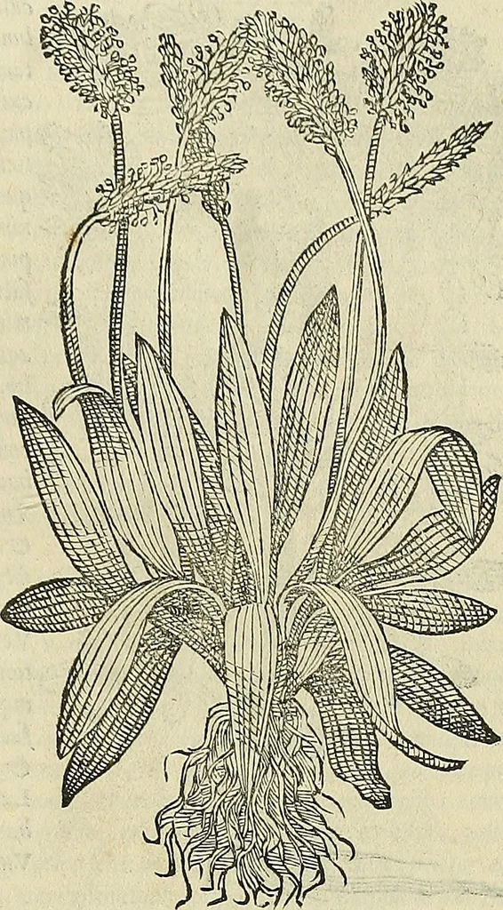 An illustration from Petri Andreae Matthioli Senensis serenissimi Principis Ferdinandi Archiducis Austriae & c., Medici, Commentarii secundo aucti : in libros sex Pedacii Dioscoridis Anazarbei de medica materia. Adiectis quàm plurimis plantarum, & animalium imaginibus quae in priore editione non habentur, eodem authore : his accessit eiusdem apologia adversus Amathum Lusitanum cum censura in eiusdem enarrationes, 1558, leaf 384