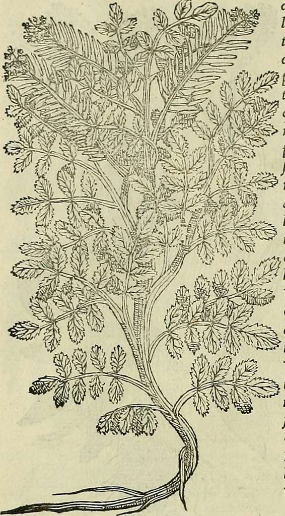 An illustration from Petri Andreae Matthioli Senensis serenissimi Principis Ferdinandi Archiducis Austriae & c., Medici, Commentarii secundo aucti : in libros sex Pedacii Dioscoridis Anazarbei de medica materia. Adiectis quàm plurimis plantarum, & animalium imaginibus quae in priore editione non habentur, eodem authore : his accessit eiusdem apologia adversus Amathum Lusitanum cum censura in eiusdem enarrationes, 1558, leaf 385
