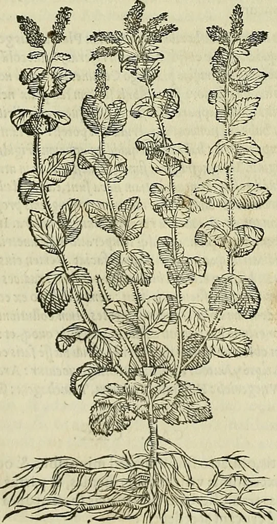 An illustration from Petri Andreae Matthioli Senensis serenissimi Principis Ferdinandi Archiducis Austriae & c., Medici, Commentarii secundo aucti : in libros sex Pedacii Dioscoridis Anazarbei de medica materia. Adiectis quàm plurimis plantarum, & animalium imaginibus quae in priore editione non habentur, eodem authore : his accessit eiusdem apologia adversus Amathum Lusitanum cum censura in eiusdem enarrationes, 1558, leaf 385