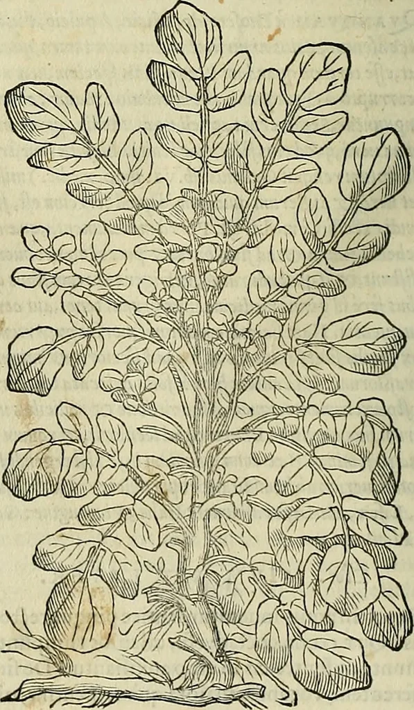 An illustration from Petri Andreae Matthioli Senensis serenissimi Principis Ferdinandi Archiducis Austriae & c., Medici, Commentarii secundo aucti : in libros sex Pedacii Dioscoridis Anazarbei de medica materia. Adiectis quàm plurimis plantarum, & animalium imaginibus quae in priore editione non habentur, eodem authore : his accessit eiusdem apologia adversus Amathum Lusitanum cum censura in eiusdem enarrationes, 1558, leaf 385