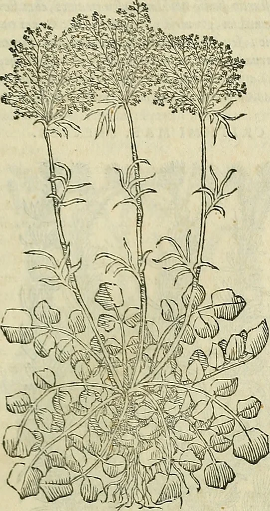 An illustration from Petri Andreae Matthioli Senensis serenissimi Principis Ferdinandi Archiducis Austriae & c., Medici, Commentarii secundo aucti : in libros sex Pedacii Dioscoridis Anazarbei de medica materia. Adiectis quàm plurimis plantarum, & animalium imaginibus quae in priore editione non habentur, eodem authore : his accessit eiusdem apologia adversus Amathum Lusitanum cum censura in eiusdem enarrationes, 1558, leaf 386