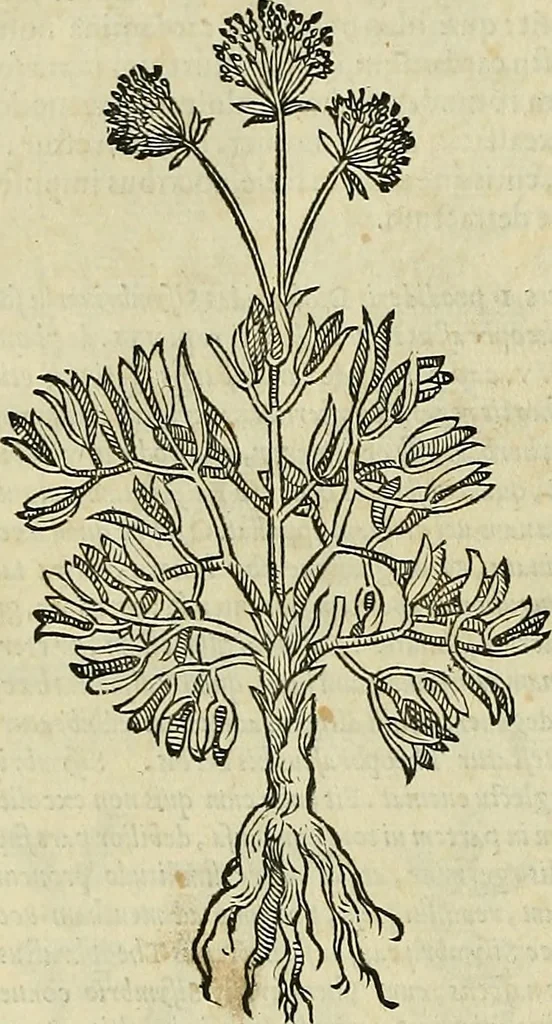 An illustration from Petri Andreae Matthioli Senensis serenissimi Principis Ferdinandi Archiducis Austriae & c., Medici, Commentarii secundo aucti : in libros sex Pedacii Dioscoridis Anazarbei de medica materia. Adiectis quàm plurimis plantarum, & animalium imaginibus quae in priore editione non habentur, eodem authore : his accessit eiusdem apologia adversus Amathum Lusitanum cum censura in eiusdem enarrationes, 1558, leaf 387