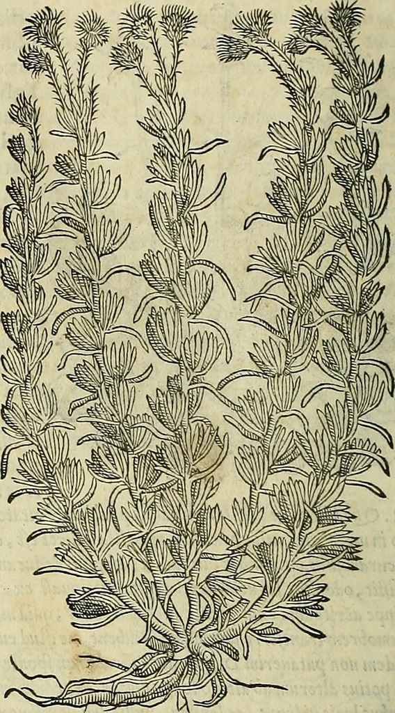 An illustration from Petri Andreae Matthioli Senensis serenissimi Principis Ferdinandi Archiducis Austriae & c., Medici, Commentarii secundo aucti : in libros sex Pedacii Dioscoridis Anazarbei de medica materia. Adiectis quàm plurimis plantarum, & animalium imaginibus quae in priore editione non habentur, eodem authore : his accessit eiusdem apologia adversus Amathum Lusitanum cum censura in eiusdem enarrationes, 1558, leaf 387