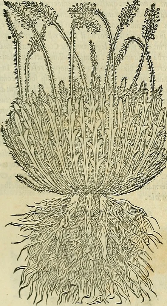 An illustration from Petri Andreae Matthioli Senensis serenissimi Principis Ferdinandi Archiducis Austriae & c., Medici, Commentarii secundo aucti : in libros sex Pedacii Dioscoridis Anazarbei de medica materia. Adiectis quàm plurimis plantarum, & animalium imaginibus quae in priore editione non habentur, eodem authore : his accessit eiusdem apologia adversus Amathum Lusitanum cum censura in eiusdem enarrationes, 1558, leaf 388