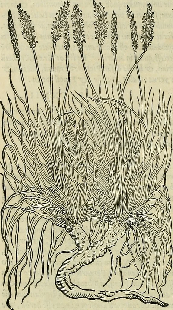 An illustration from Petri Andreae Matthioli Senensis serenissimi Principis Ferdinandi Archiducis Austriae & c., Medici, Commentarii secundo aucti : in libros sex Pedacii Dioscoridis Anazarbei de medica materia. Adiectis quàm plurimis plantarum, & animalium imaginibus quae in priore editione non habentur, eodem authore : his accessit eiusdem apologia adversus Amathum Lusitanum cum censura in eiusdem enarrationes, 1558, leaf 389