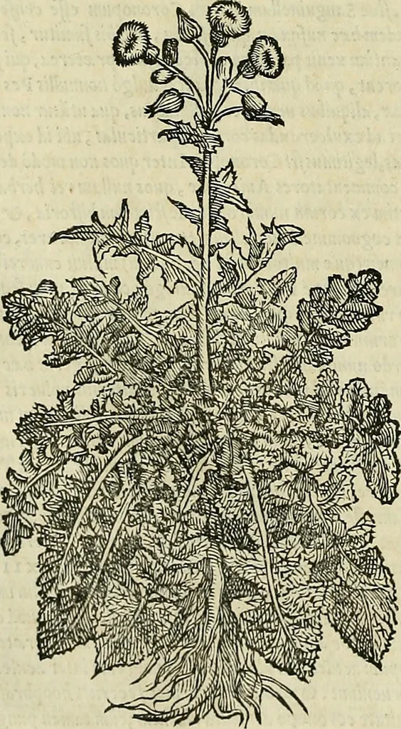 An illustration from Petri Andreae Matthioli Senensis serenissimi Principis Ferdinandi Archiducis Austriae & c., Medici, Commentarii secundo aucti : in libros sex Pedacii Dioscoridis Anazarbei de medica materia. Adiectis quàm plurimis plantarum, & animalium imaginibus quae in priore editione non habentur, eodem authore : his accessit eiusdem apologia adversus Amathum Lusitanum cum censura in eiusdem enarrationes, 1558, leaf 389