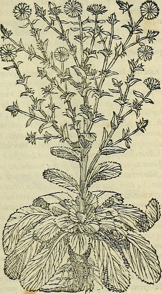 An illustration from Petri Andreae Matthioli Senensis serenissimi Principis Ferdinandi Archiducis Austriae & c., Medici, Commentarii secundo aucti : in libros sex Pedacii Dioscoridis Anazarbei de medica materia. Adiectis quàm plurimis plantarum, & animalium imaginibus quae in priore editione non habentur, eodem authore : his accessit eiusdem apologia adversus Amathum Lusitanum cum censura in eiusdem enarrationes, 1558, leaf 390