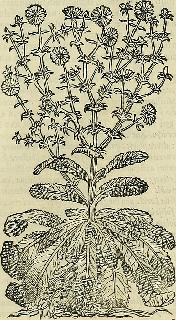 An illustration from Petri Andreae Matthioli Senensis serenissimi Principis Ferdinandi Archiducis Austriae & c., Medici, Commentarii secundo aucti : in libros sex Pedacii Dioscoridis Anazarbei de medica materia. Adiectis quàm plurimis plantarum, & animalium imaginibus quae in priore editione non habentur, eodem authore : his accessit eiusdem apologia adversus Amathum Lusitanum cum censura in eiusdem enarrationes, 1558, leaf 390