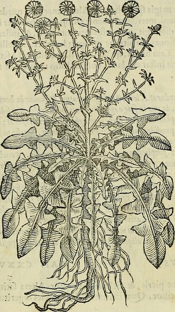 An illustration from Petri Andreae Matthioli Senensis serenissimi Principis Ferdinandi Archiducis Austriae & c., Medici, Commentarii secundo aucti : in libros sex Pedacii Dioscoridis Anazarbei de medica materia. Adiectis quàm plurimis plantarum, & animalium imaginibus quae in priore editione non habentur, eodem authore : his accessit eiusdem apologia adversus Amathum Lusitanum cum censura in eiusdem enarrationes, 1558, leaf 391