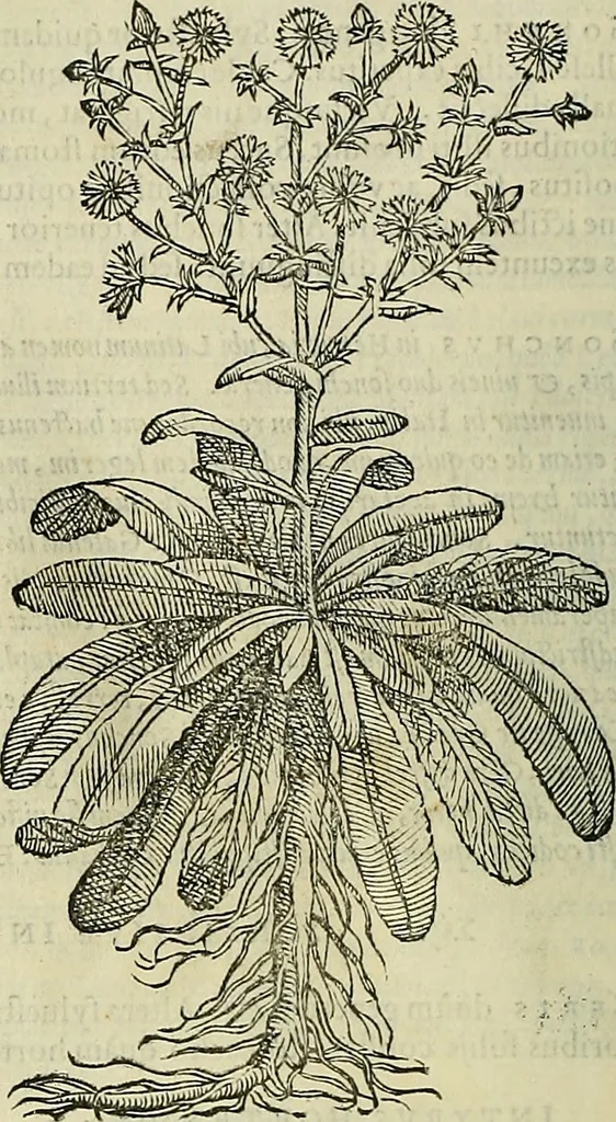 An illustration from Petri Andreae Matthioli Senensis serenissimi Principis Ferdinandi Archiducis Austriae & c., Medici, Commentarii secundo aucti : in libros sex Pedacii Dioscoridis Anazarbei de medica materia. Adiectis quàm plurimis plantarum, & animalium imaginibus quae in priore editione non habentur, eodem authore : his accessit eiusdem apologia adversus Amathum Lusitanum cum censura in eiusdem enarrationes, 1558, leaf 391