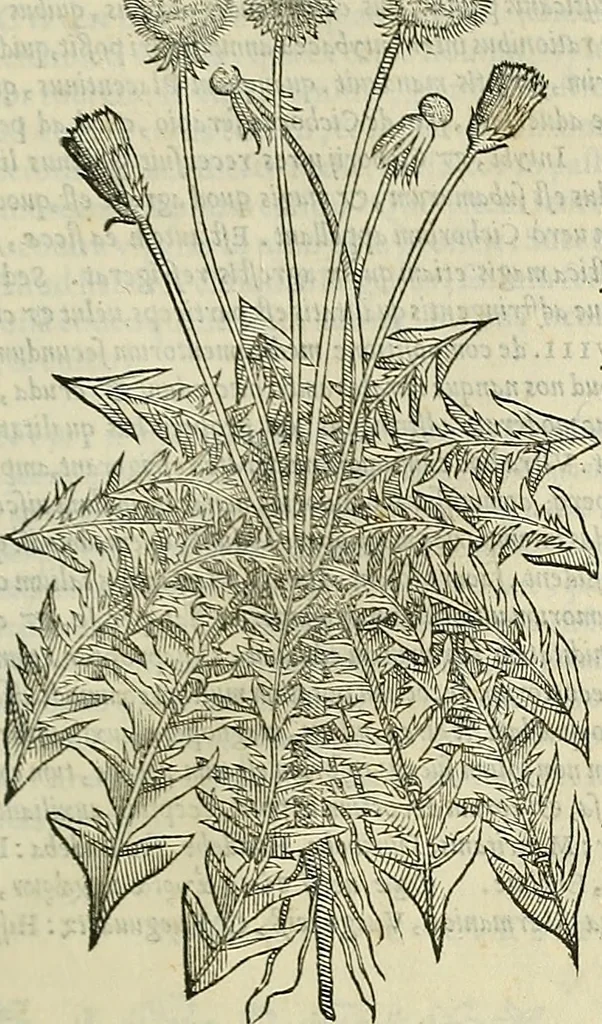 An illustration from Petri Andreae Matthioli Senensis serenissimi Principis Ferdinandi Archiducis Austriae & c., Medici, Commentarii secundo aucti : in libros sex Pedacii Dioscoridis Anazarbei de medica materia. Adiectis quàm plurimis plantarum, & animalium imaginibus quae in priore editione non habentur, eodem authore : his accessit eiusdem apologia adversus Amathum Lusitanum cum censura in eiusdem enarrationes, 1558, leaf 392