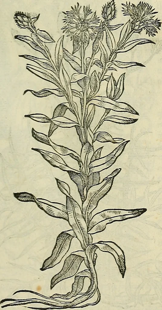 An illustration from Petri Andreae Matthioli Senensis serenissimi Principis Ferdinandi Archiducis Austriae & c., Medici, Commentarii secundo aucti : in libros sex Pedacii Dioscoridis Anazarbei de medica materia. Adiectis quàm plurimis plantarum, & animalium imaginibus quae in priore editione non habentur, eodem authore : his accessit eiusdem apologia adversus Amathum Lusitanum cum censura in eiusdem enarrationes, 1558, leaf 392