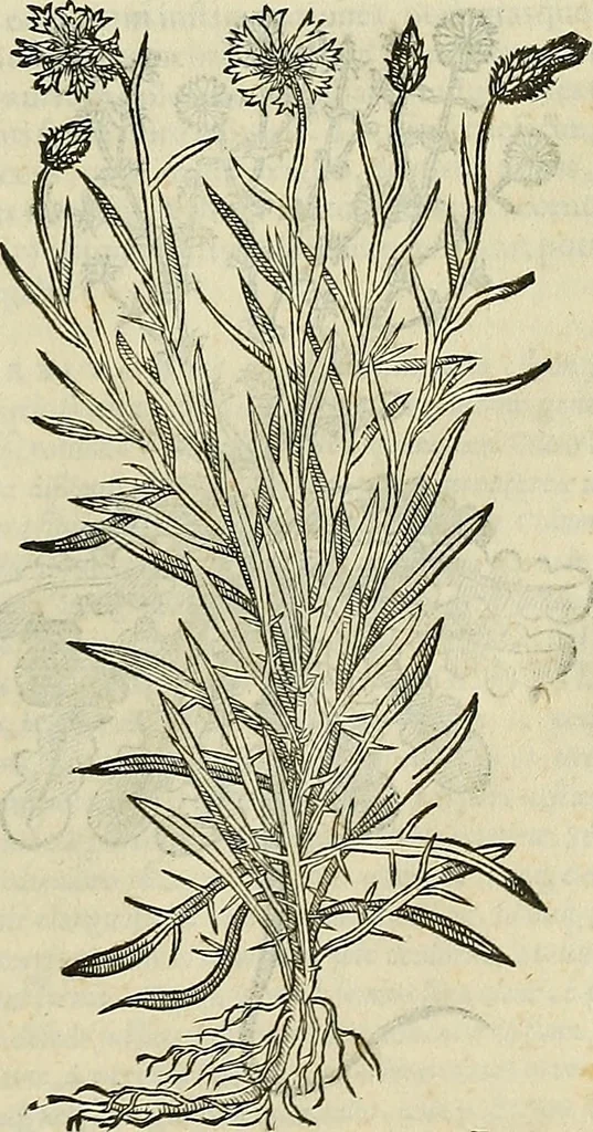 An illustration from Petri Andreae Matthioli Senensis serenissimi Principis Ferdinandi Archiducis Austriae & c., Medici, Commentarii secundo aucti : in libros sex Pedacii Dioscoridis Anazarbei de medica materia. Adiectis quàm plurimis plantarum, & animalium imaginibus quae in priore editione non habentur, eodem authore : his accessit eiusdem apologia adversus Amathum Lusitanum cum censura in eiusdem enarrationes, 1558, leaf 392