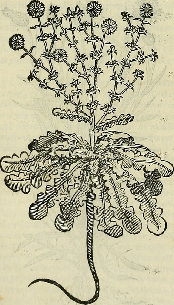 An illustration from Petri Andreae Matthioli Senensis serenissimi Principis Ferdinandi Archiducis Austriae & c., Medici, Commentarii secundo aucti : in libros sex Pedacii Dioscoridis Anazarbei de medica materia. Adiectis quàm plurimis plantarum, & animalium imaginibus quae in priore editione non habentur, eodem authore : his accessit eiusdem apologia adversus Amathum Lusitanum cum censura in eiusdem enarrationes, 1558, leaf 393