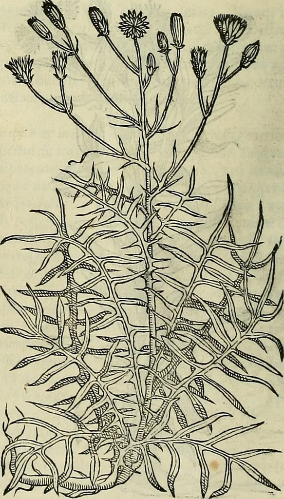 An illustration from Petri Andreae Matthioli Senensis serenissimi Principis Ferdinandi Archiducis Austriae & c., Medici, Commentarii secundo aucti : in libros sex Pedacii Dioscoridis Anazarbei de medica materia. Adiectis quàm plurimis plantarum, & animalium imaginibus quae in priore editione non habentur, eodem authore : his accessit eiusdem apologia adversus Amathum Lusitanum cum censura in eiusdem enarrationes, 1558, leaf 393