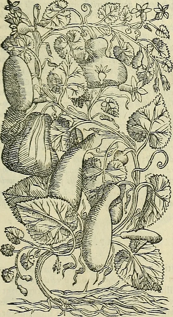 An illustration from Petri Andreae Matthioli Senensis serenissimi Principis Ferdinandi Archiducis Austriae & c., Medici, Commentarii secundo aucti : in libros sex Pedacii Dioscoridis Anazarbei de medica materia. Adiectis quàm plurimis plantarum, & animalium imaginibus quae in priore editione non habentur, eodem authore : his accessit eiusdem apologia adversus Amathum Lusitanum cum censura in eiusdem enarrationes, 1558, leaf 394