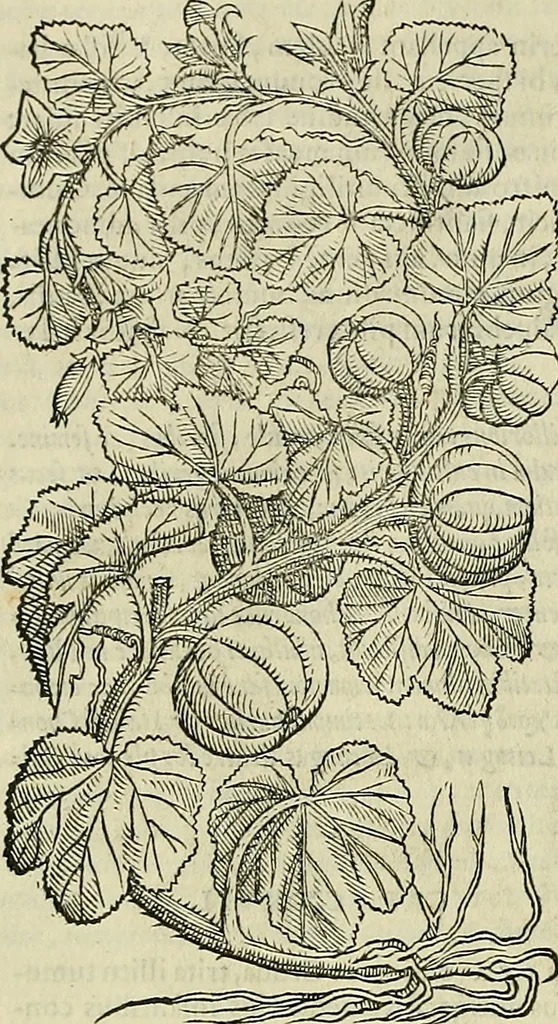 An illustration from Petri Andreae Matthioli Senensis serenissimi Principis Ferdinandi Archiducis Austriae & c., Medici, Commentarii secundo aucti : in libros sex Pedacii Dioscoridis Anazarbei de medica materia. Adiectis quàm plurimis plantarum, & animalium imaginibus quae in priore editione non habentur, eodem authore : his accessit eiusdem apologia adversus Amathum Lusitanum cum censura in eiusdem enarrationes, 1558, leaf 395