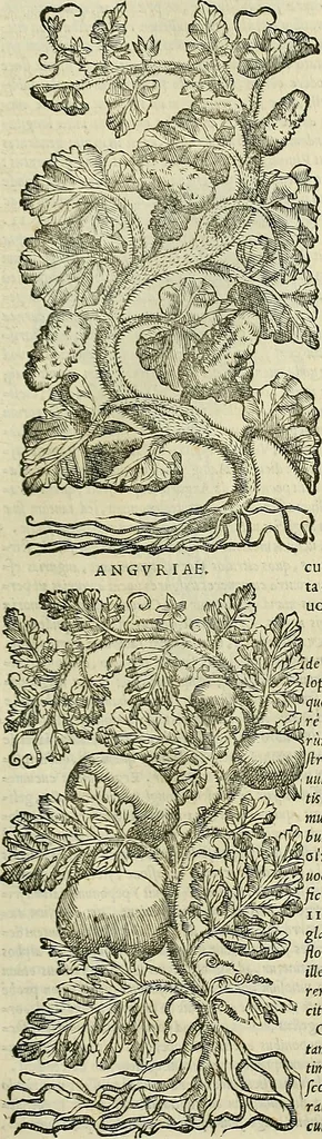 An illustration from Petri Andreae Matthioli Senensis serenissimi Principis Ferdinandi Archiducis Austriae & c., Medici, Commentarii secundo aucti : in libros sex Pedacii Dioscoridis Anazarbei de medica materia. Adiectis quàm plurimis plantarum, & animalium imaginibus quae in priore editione non habentur, eodem authore : his accessit eiusdem apologia adversus Amathum Lusitanum cum censura in eiusdem enarrationes, 1558, leaf 396