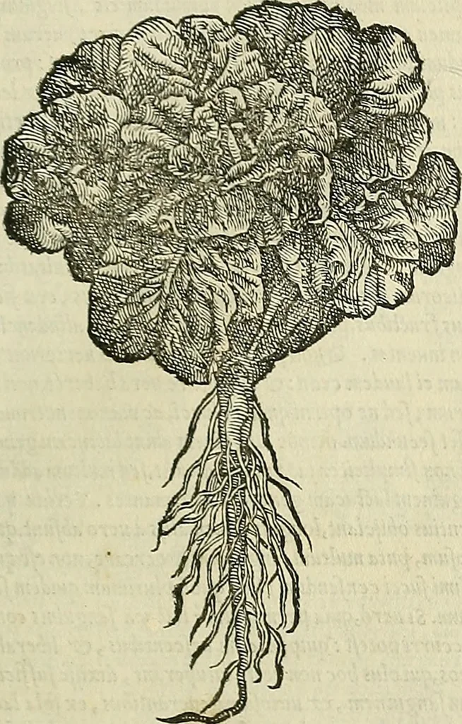 An illustration from Petri Andreae Matthioli Senensis serenissimi Principis Ferdinandi Archiducis Austriae & c., Medici, Commentarii secundo aucti : in libros sex Pedacii Dioscoridis Anazarbei de medica materia. Adiectis quàm plurimis plantarum, & animalium imaginibus quae in priore editione non habentur, eodem authore : his accessit eiusdem apologia adversus Amathum Lusitanum cum censura in eiusdem enarrationes, 1558, leaf 398