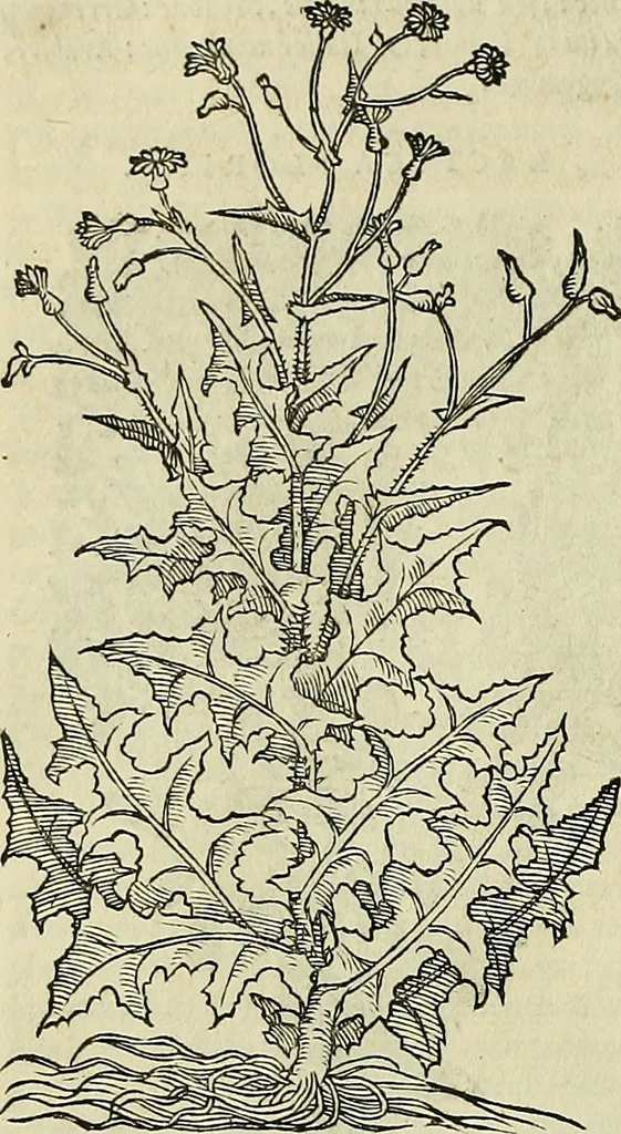 An illustration from Petri Andreae Matthioli Senensis serenissimi Principis Ferdinandi Archiducis Austriae & c., Medici, Commentarii secundo aucti : in libros sex Pedacii Dioscoridis Anazarbei de medica materia. Adiectis quàm plurimis plantarum, & animalium imaginibus quae in priore editione non habentur, eodem authore : his accessit eiusdem apologia adversus Amathum Lusitanum cum censura in eiusdem enarrationes, 1558, leaf 399
