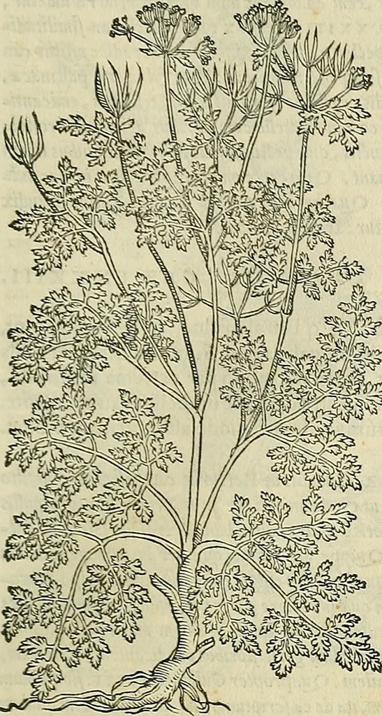 An illustration from Petri Andreae Matthioli Senensis serenissimi Principis Ferdinandi Archiducis Austriae & c., Medici, Commentarii secundo aucti : in libros sex Pedacii Dioscoridis Anazarbei de medica materia. Adiectis quàm plurimis plantarum, & animalium imaginibus quae in priore editione non habentur, eodem authore : his accessit eiusdem apologia adversus Amathum Lusitanum cum censura in eiusdem enarrationes, 1558, leaf 400