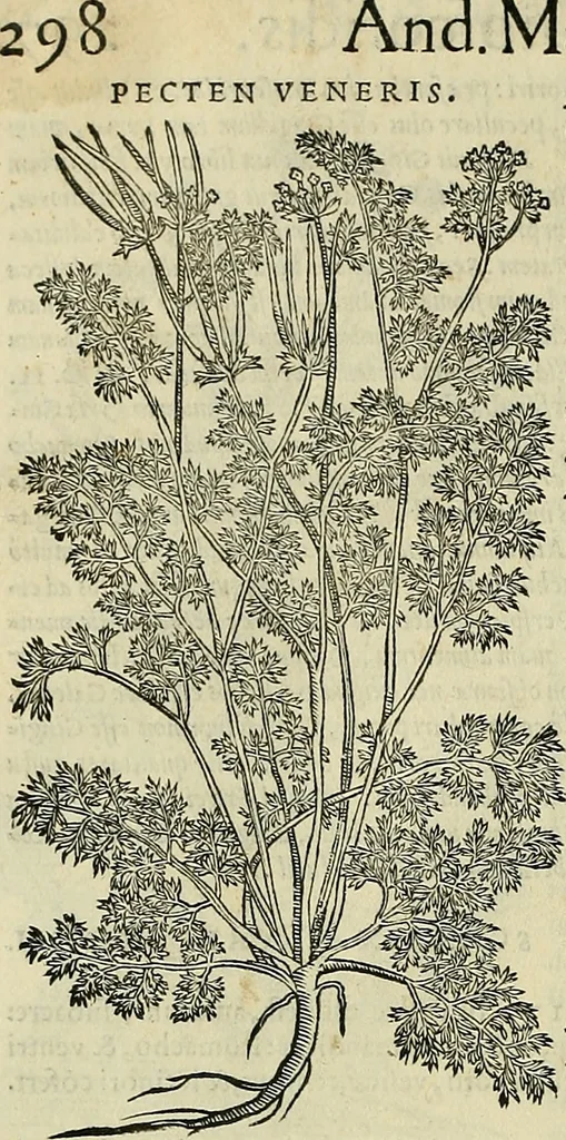 An illustration from Petri Andreae Matthioli Senensis serenissimi Principis Ferdinandi Archiducis Austriae & c., Medici, Commentarii secundo aucti : in libros sex Pedacii Dioscoridis Anazarbei de medica materia. Adiectis quàm plurimis plantarum, & animalium imaginibus quae in priore editione non habentur, eodem authore : his accessit eiusdem apologia adversus Amathum Lusitanum cum censura in eiusdem enarrationes, 1558, leaf 401