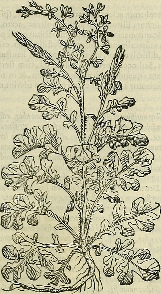 An illustration from Petri Andreae Matthioli Senensis serenissimi Principis Ferdinandi Archiducis Austriae & c., Medici, Commentarii secundo aucti : in libros sex Pedacii Dioscoridis Anazarbei de medica materia. Adiectis quàm plurimis plantarum, & animalium imaginibus quae in priore editione non habentur, eodem authore : his accessit eiusdem apologia adversus Amathum Lusitanum cum censura in eiusdem enarrationes, 1558, leaf 402