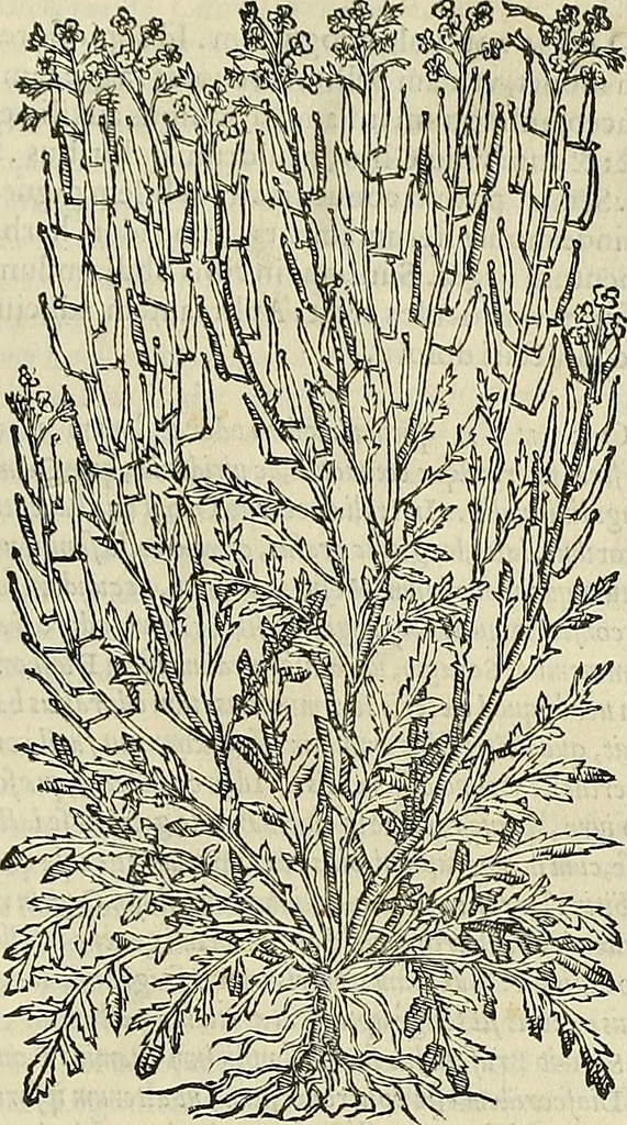 An illustration from Petri Andreae Matthioli Senensis serenissimi Principis Ferdinandi Archiducis Austriae & c., Medici, Commentarii secundo aucti : in libros sex Pedacii Dioscoridis Anazarbei de medica materia. Adiectis quàm plurimis plantarum, & animalium imaginibus quae in priore editione non habentur, eodem authore : his accessit eiusdem apologia adversus Amathum Lusitanum cum censura in eiusdem enarrationes, 1558, leaf 402