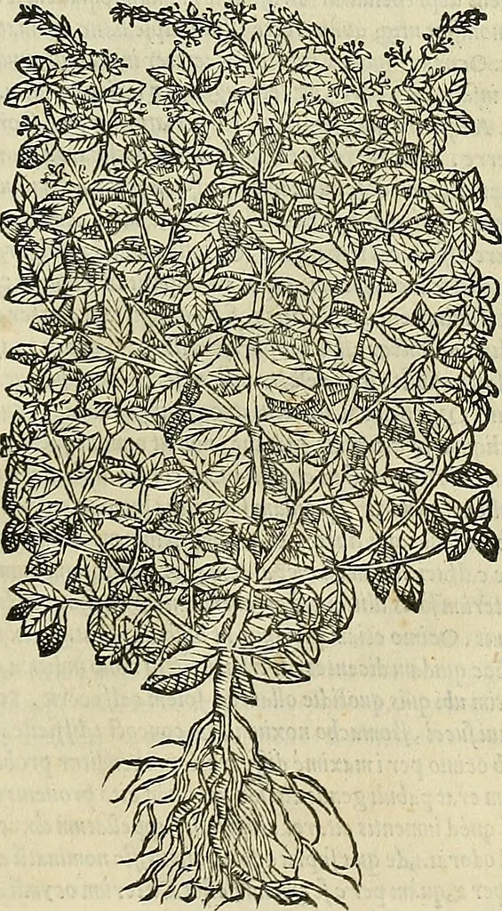 An illustration from Petri Andreae Matthioli Senensis serenissimi Principis Ferdinandi Archiducis Austriae & c., Medici, Commentarii secundo aucti : in libros sex Pedacii Dioscoridis Anazarbei de medica materia. Adiectis quàm plurimis plantarum, & animalium imaginibus quae in priore editione non habentur, eodem authore : his accessit eiusdem apologia adversus Amathum Lusitanum cum censura in eiusdem enarrationes, 1558, leaf 402