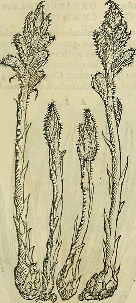 An illustration from Petri Andreae Matthioli Senensis serenissimi Principis Ferdinandi Archiducis Austriae & c., Medici, Commentarii secundo aucti : in libros sex Pedacii Dioscoridis Anazarbei de medica materia. Adiectis quàm plurimis plantarum, & animalium imaginibus quae in priore editione non habentur, eodem authore : his accessit eiusdem apologia adversus Amathum Lusitanum cum censura in eiusdem enarrationes, 1558, leaf 404