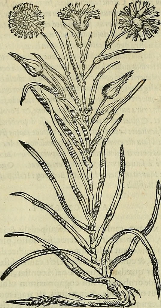 An illustration from Petri Andreae Matthioli Senensis serenissimi Principis Ferdinandi Archiducis Austriae & c., Medici, Commentarii secundo aucti : in libros sex Pedacii Dioscoridis Anazarbei de medica materia. Adiectis quàm plurimis plantarum, & animalium imaginibus quae in priore editione non habentur, eodem authore : his accessit eiusdem apologia adversus Amathum Lusitanum cum censura in eiusdem enarrationes, 1558, leaf 405