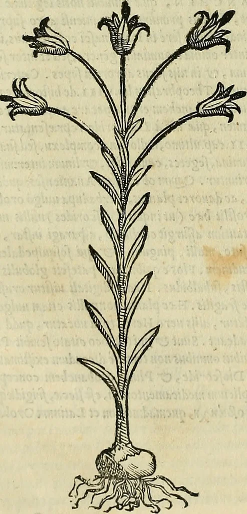 An illustration from Petri Andreae Matthioli Senensis serenissimi Principis Ferdinandi Archiducis Austriae & c., Medici, Commentarii secundo aucti : in libros sex Pedacii Dioscoridis Anazarbei de medica materia. Adiectis quàm plurimis plantarum, & animalium imaginibus quae in priore editione non habentur, eodem authore : his accessit eiusdem apologia adversus Amathum Lusitanum cum censura in eiusdem enarrationes, 1558, leaf 405
