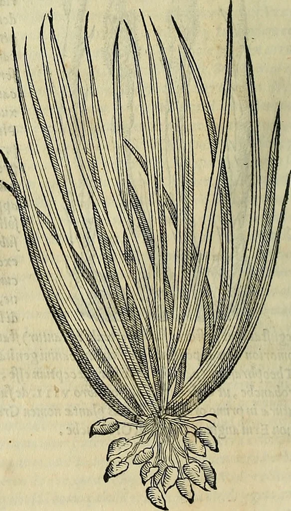 An illustration from Petri Andreae Matthioli Senensis serenissimi Principis Ferdinandi Archiducis Austriae & c., Medici, Commentarii secundo aucti : in libros sex Pedacii Dioscoridis Anazarbei de medica materia. Adiectis quàm plurimis plantarum, & animalium imaginibus quae in priore editione non habentur, eodem authore : his accessit eiusdem apologia adversus Amathum Lusitanum cum censura in eiusdem enarrationes, 1558, leaf 405