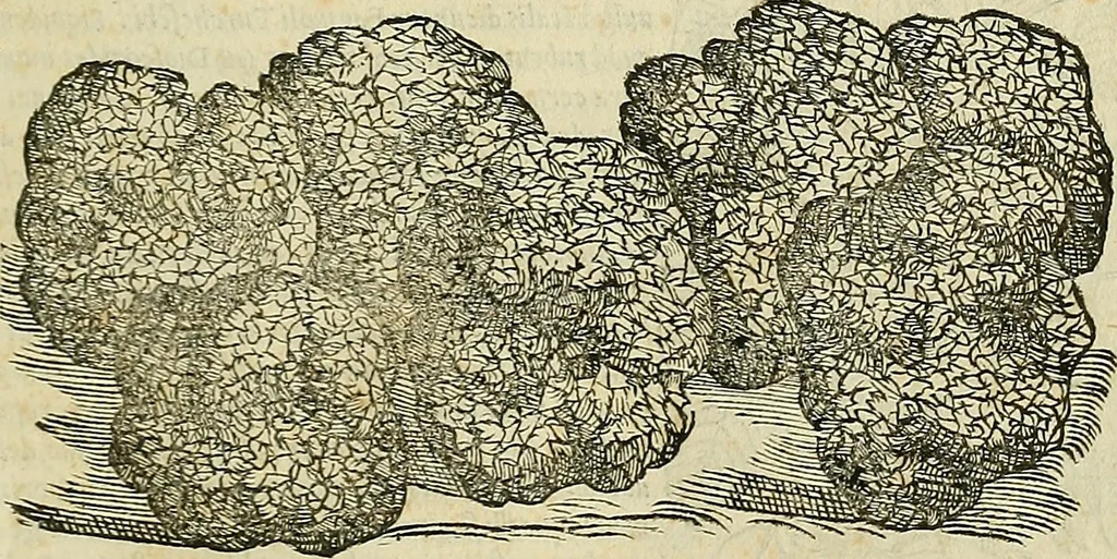 An illustration from Petri Andreae Matthioli Senensis serenissimi Principis Ferdinandi Archiducis Austriae & c., Medici, Commentarii secundo aucti : in libros sex Pedacii Dioscoridis Anazarbei de medica materia. Adiectis quàm plurimis plantarum, & animalium imaginibus quae in priore editione non habentur, eodem authore : his accessit eiusdem apologia adversus Amathum Lusitanum cum censura in eiusdem enarrationes, 1558, leaf 406