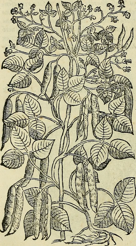 An illustration from Petri Andreae Matthioli Senensis serenissimi Principis Ferdinandi Archiducis Austriae & c., Medici, Commentarii secundo aucti : in libros sex Pedacii Dioscoridis Anazarbei de medica materia. Adiectis quàm plurimis plantarum, & animalium imaginibus quae in priore editione non habentur, eodem authore : his accessit eiusdem apologia adversus Amathum Lusitanum cum censura in eiusdem enarrationes, 1558, leaf 407