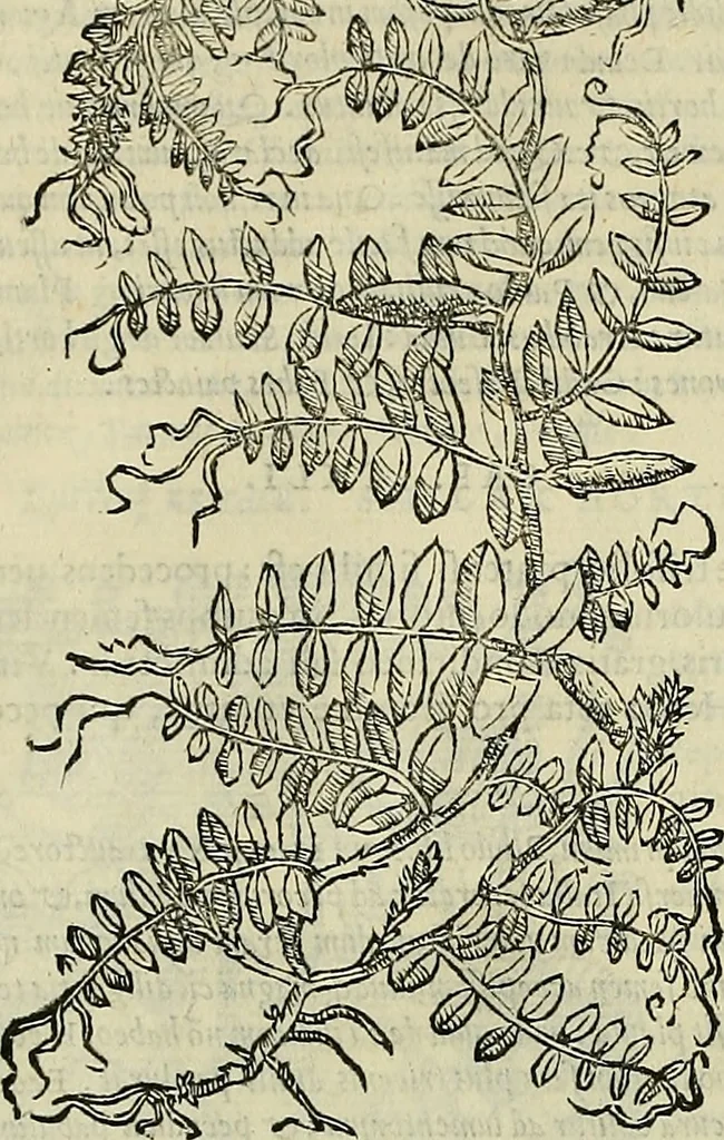 An illustration from Petri Andreae Matthioli Senensis serenissimi Principis Ferdinandi Archiducis Austriae & c., Medici, Commentarii secundo aucti : in libros sex Pedacii Dioscoridis Anazarbei de medica materia. Adiectis quàm plurimis plantarum, & animalium imaginibus quae in priore editione non habentur, eodem authore : his accessit eiusdem apologia adversus Amathum Lusitanum cum censura in eiusdem enarrationes, 1558, leaf 409