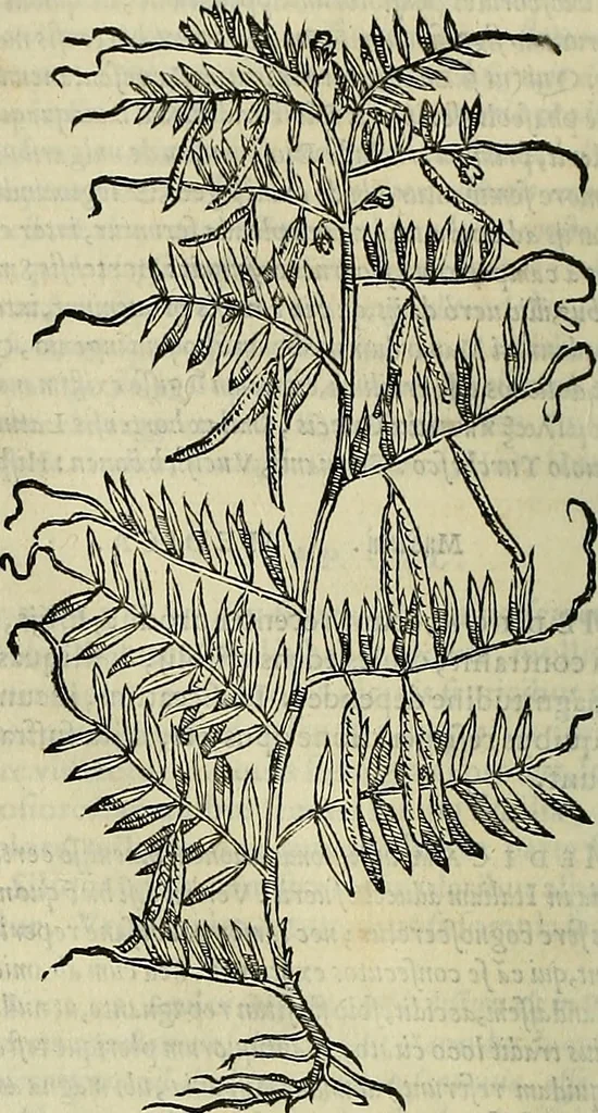 An illustration from Petri Andreae Matthioli Senensis serenissimi Principis Ferdinandi Archiducis Austriae & c., Medici, Commentarii secundo aucti : in libros sex Pedacii Dioscoridis Anazarbei de medica materia. Adiectis quàm plurimis plantarum, & animalium imaginibus quae in priore editione non habentur, eodem authore : his accessit eiusdem apologia adversus Amathum Lusitanum cum censura in eiusdem enarrationes, 1558, leaf 409