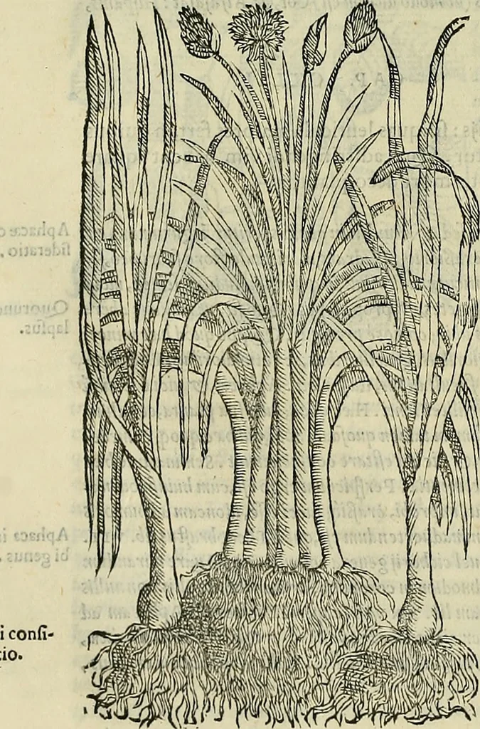 An illustration from Petri Andreae Matthioli Senensis serenissimi Principis Ferdinandi Archiducis Austriae & c., Medici, Commentarii secundo aucti : in libros sex Pedacii Dioscoridis Anazarbei de medica materia. Adiectis quàm plurimis plantarum, & animalium imaginibus quae in priore editione non habentur, eodem authore : his accessit eiusdem apologia adversus Amathum Lusitanum cum censura in eiusdem enarrationes, 1558, leaf 409