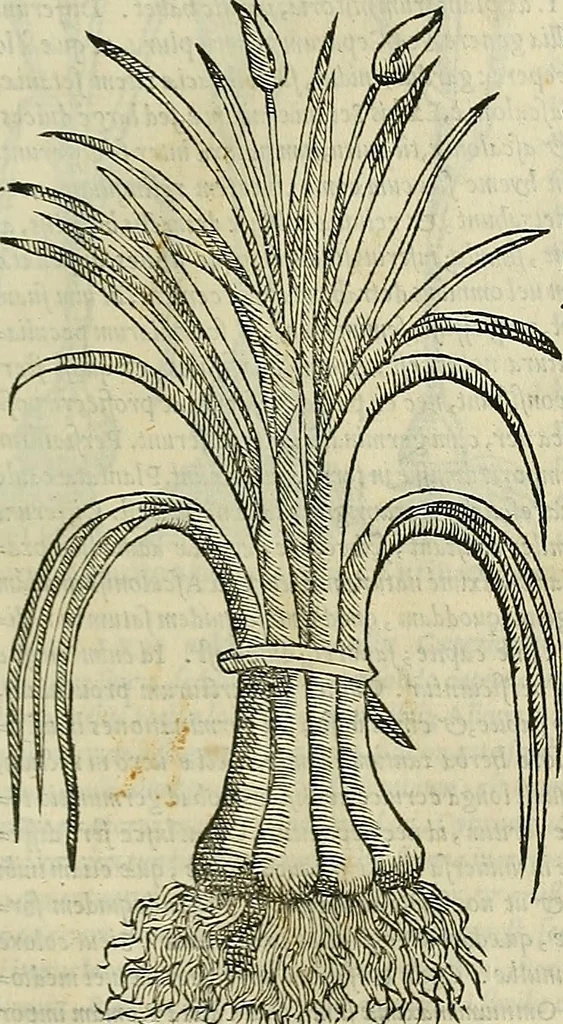 An illustration from Petri Andreae Matthioli Senensis serenissimi Principis Ferdinandi Archiducis Austriae & c., Medici, Commentarii secundo aucti : in libros sex Pedacii Dioscoridis Anazarbei de medica materia. Adiectis quàm plurimis plantarum, & animalium imaginibus quae in priore editione non habentur, eodem authore : his accessit eiusdem apologia adversus Amathum Lusitanum cum censura in eiusdem enarrationes, 1558, leaf 410