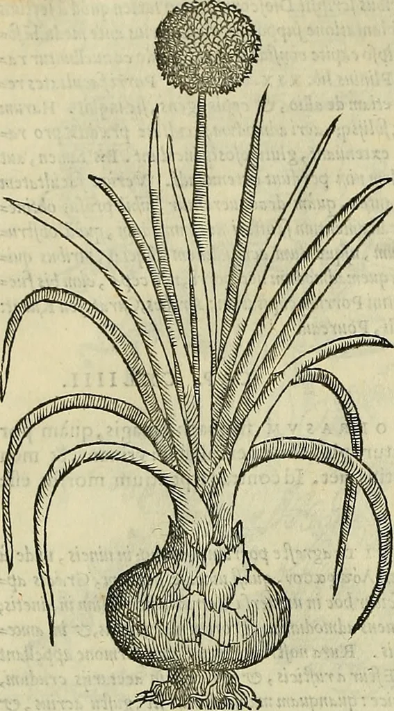 An illustration from Petri Andreae Matthioli Senensis serenissimi Principis Ferdinandi Archiducis Austriae & c., Medici, Commentarii secundo aucti : in libros sex Pedacii Dioscoridis Anazarbei de medica materia. Adiectis quàm plurimis plantarum, & animalium imaginibus quae in priore editione non habentur, eodem authore : his accessit eiusdem apologia adversus Amathum Lusitanum cum censura in eiusdem enarrationes, 1558, leaf 411