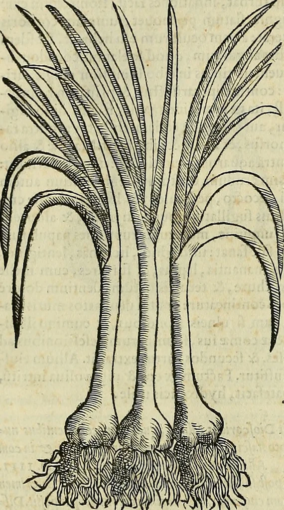 An illustration from Petri Andreae Matthioli Senensis serenissimi Principis Ferdinandi Archiducis Austriae & c., Medici, Commentarii secundo aucti : in libros sex Pedacii Dioscoridis Anazarbei de medica materia. Adiectis quàm plurimis plantarum, & animalium imaginibus quae in priore editione non habentur, eodem authore : his accessit eiusdem apologia adversus Amathum Lusitanum cum censura in eiusdem enarrationes, 1558, leaf 413