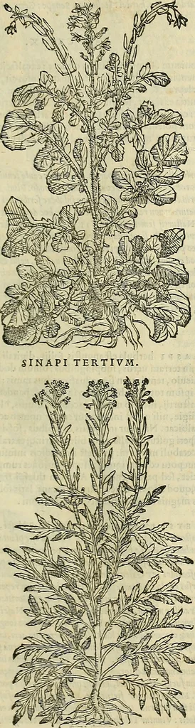 An illustration from Petri Andreae Matthioli Senensis serenissimi Principis Ferdinandi Archiducis Austriae & c., Medici, Commentarii secundo aucti : in libros sex Pedacii Dioscoridis Anazarbei de medica materia. Adiectis quàm plurimis plantarum, & animalium imaginibus quae in priore editione non habentur, eodem authore : his accessit eiusdem apologia adversus Amathum Lusitanum cum censura in eiusdem enarrationes, 1558, leaf 414