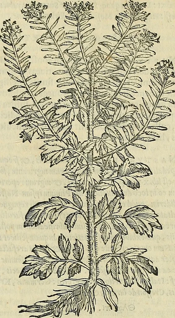 An illustration from Petri Andreae Matthioli Senensis serenissimi Principis Ferdinandi Archiducis Austriae & c., Medici, Commentarii secundo aucti : in libros sex Pedacii Dioscoridis Anazarbei de medica materia. Adiectis quàm plurimis plantarum, & animalium imaginibus quae in priore editione non habentur, eodem authore : his accessit eiusdem apologia adversus Amathum Lusitanum cum censura in eiusdem enarrationes, 1558, leaf 414