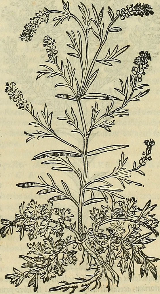 An illustration from Petri Andreae Matthioli Senensis serenissimi Principis Ferdinandi Archiducis Austriae & c., Medici, Commentarii secundo aucti : in libros sex Pedacii Dioscoridis Anazarbei de medica materia. Adiectis quàm plurimis plantarum, & animalium imaginibus quae in priore editione non habentur, eodem authore : his accessit eiusdem apologia adversus Amathum Lusitanum cum censura in eiusdem enarrationes, 1558, leaf 414