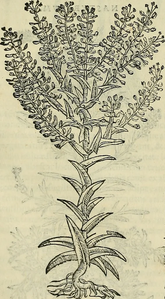 An illustration from Petri Andreae Matthioli Senensis serenissimi Principis Ferdinandi Archiducis Austriae & c., Medici, Commentarii secundo aucti : in libros sex Pedacii Dioscoridis Anazarbei de medica materia. Adiectis quàm plurimis plantarum, & animalium imaginibus quae in priore editione non habentur, eodem authore : his accessit eiusdem apologia adversus Amathum Lusitanum cum censura in eiusdem enarrationes, 1558, leaf 415