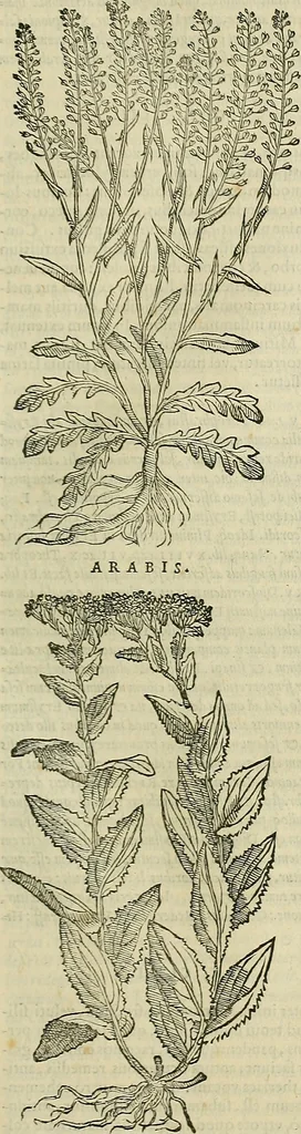 An illustration from Petri Andreae Matthioli Senensis serenissimi Principis Ferdinandi Archiducis Austriae & c., Medici, Commentarii secundo aucti : in libros sex Pedacii Dioscoridis Anazarbei de medica materia. Adiectis quàm plurimis plantarum, & animalium imaginibus quae in priore editione non habentur, eodem authore : his accessit eiusdem apologia adversus Amathum Lusitanum cum censura in eiusdem enarrationes, 1558, leaf 416